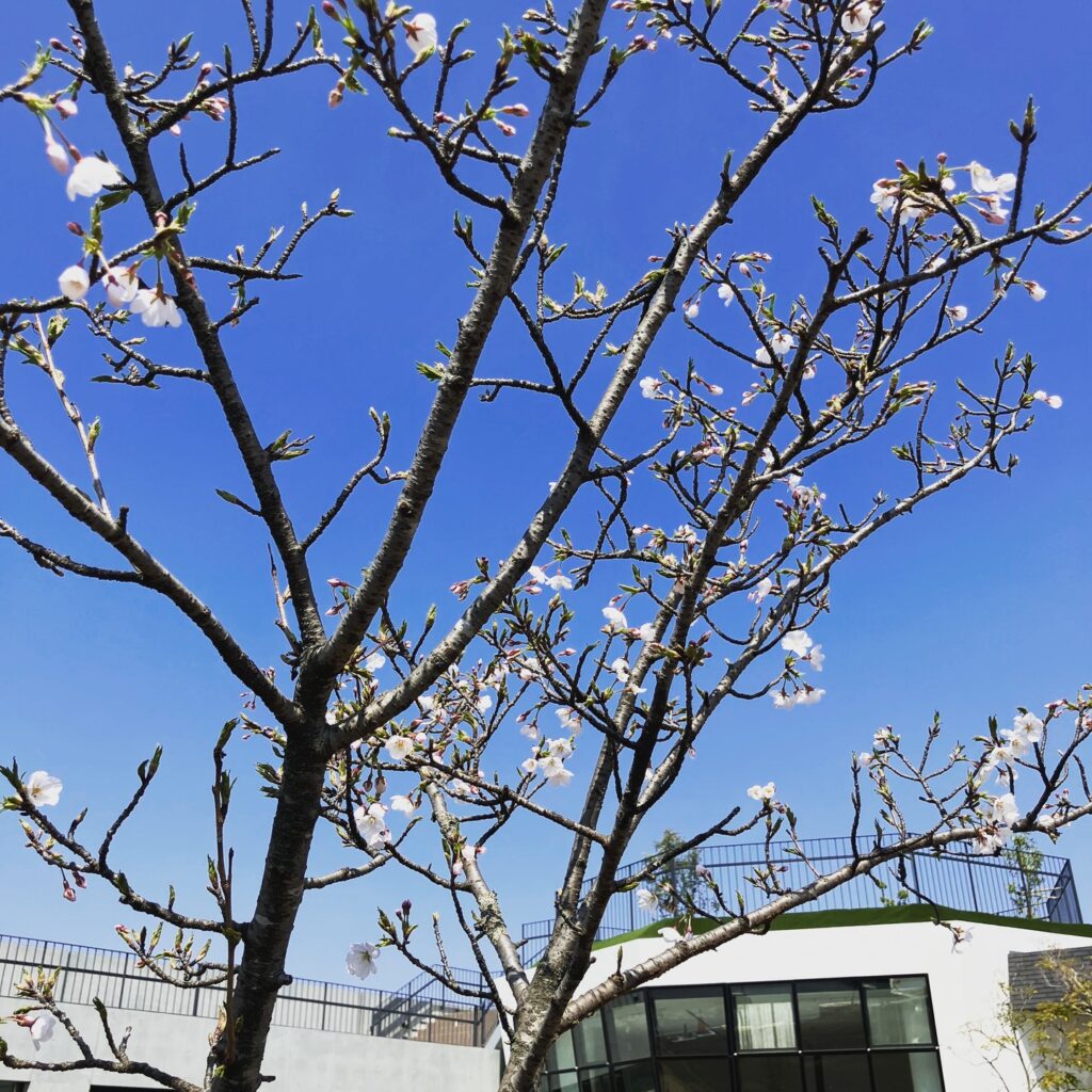 東石スカイテラスの桜が開花しました