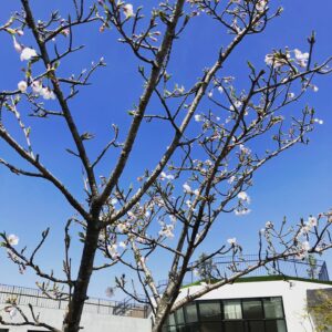 東石スカイテラスの桜が開花しました